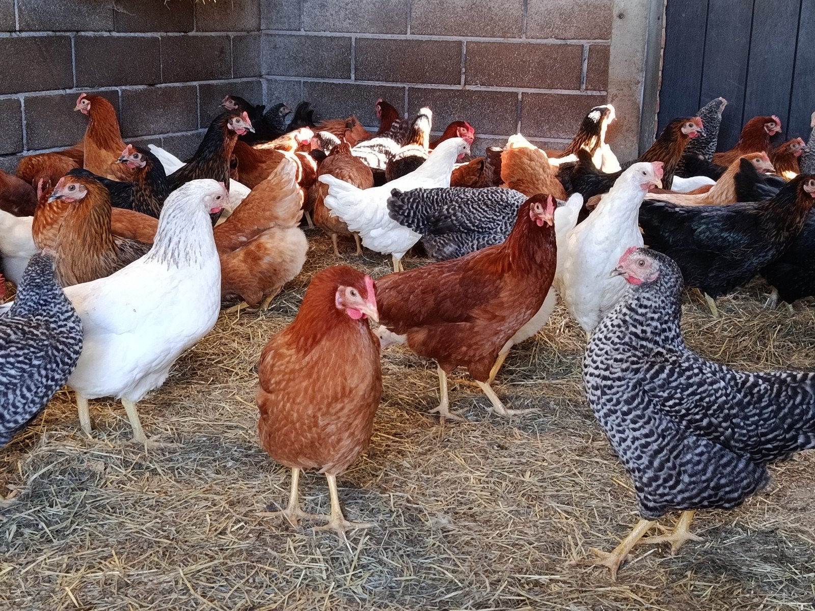 jonge legkippen, 6 soorten, Dieren en Toebehoren, Kip
