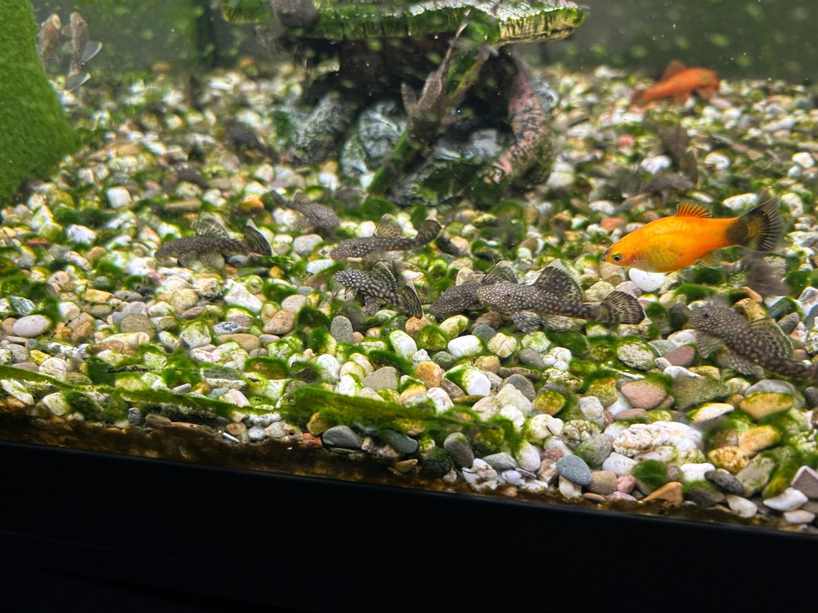 Ruitenkuisers, Dieren en Toebehoren, Vissen | Aquariumvissen, Vis, Zoetwatervis