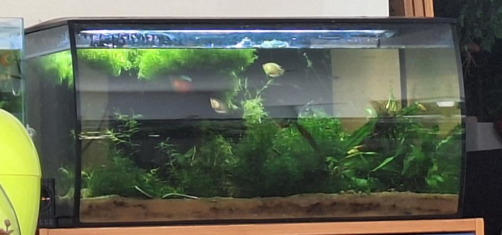 Fluval 123l aqua inclusief 50 guppen mix