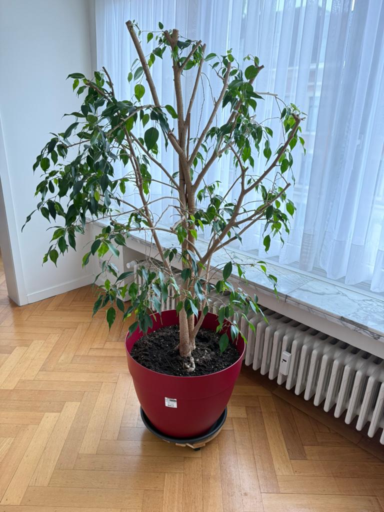 Ficus, Huis en Inrichting, Kamerplanten, Ophalen, Ficus