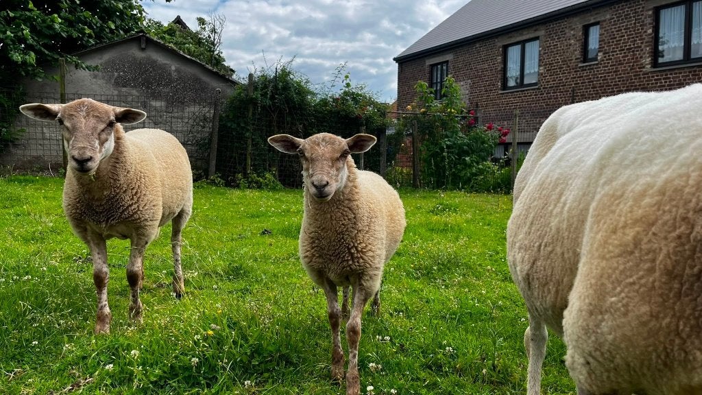 Ooilam en ramlam, kruising ardense voskop schaap, Dieren en Toebehoren, Schapen, Geiten en Varkens, Meerdere dieren, Schaap, 0 tot 2 jaar