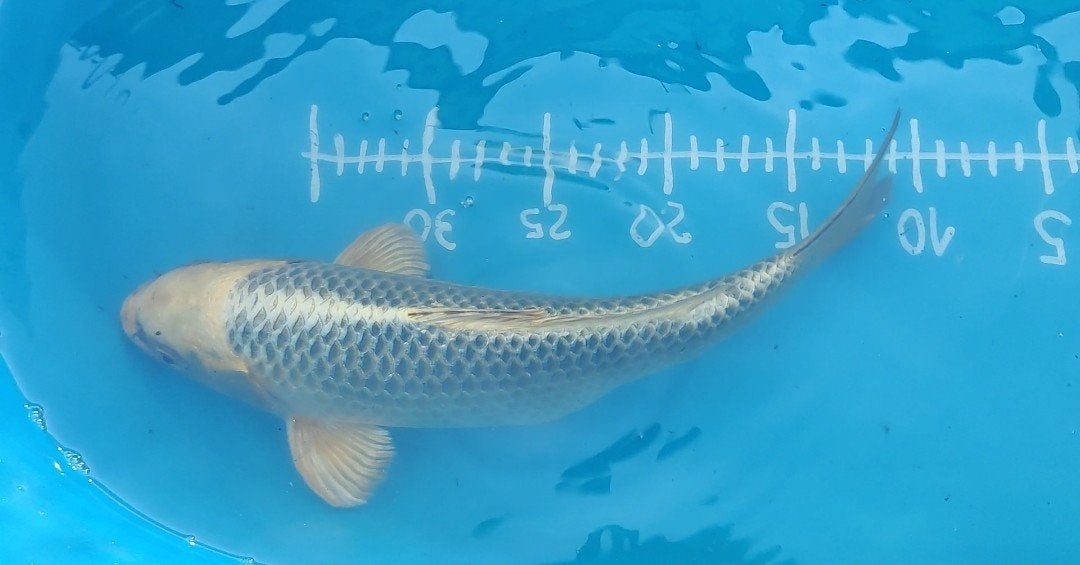 Mukashi ogon, Animaux & Accessoires, Poissons | Poissons d'étang