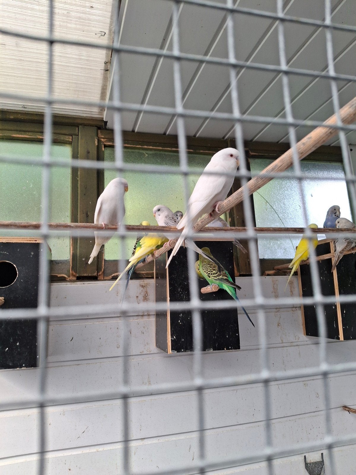 albino grasparkieten, Dieren en Toebehoren