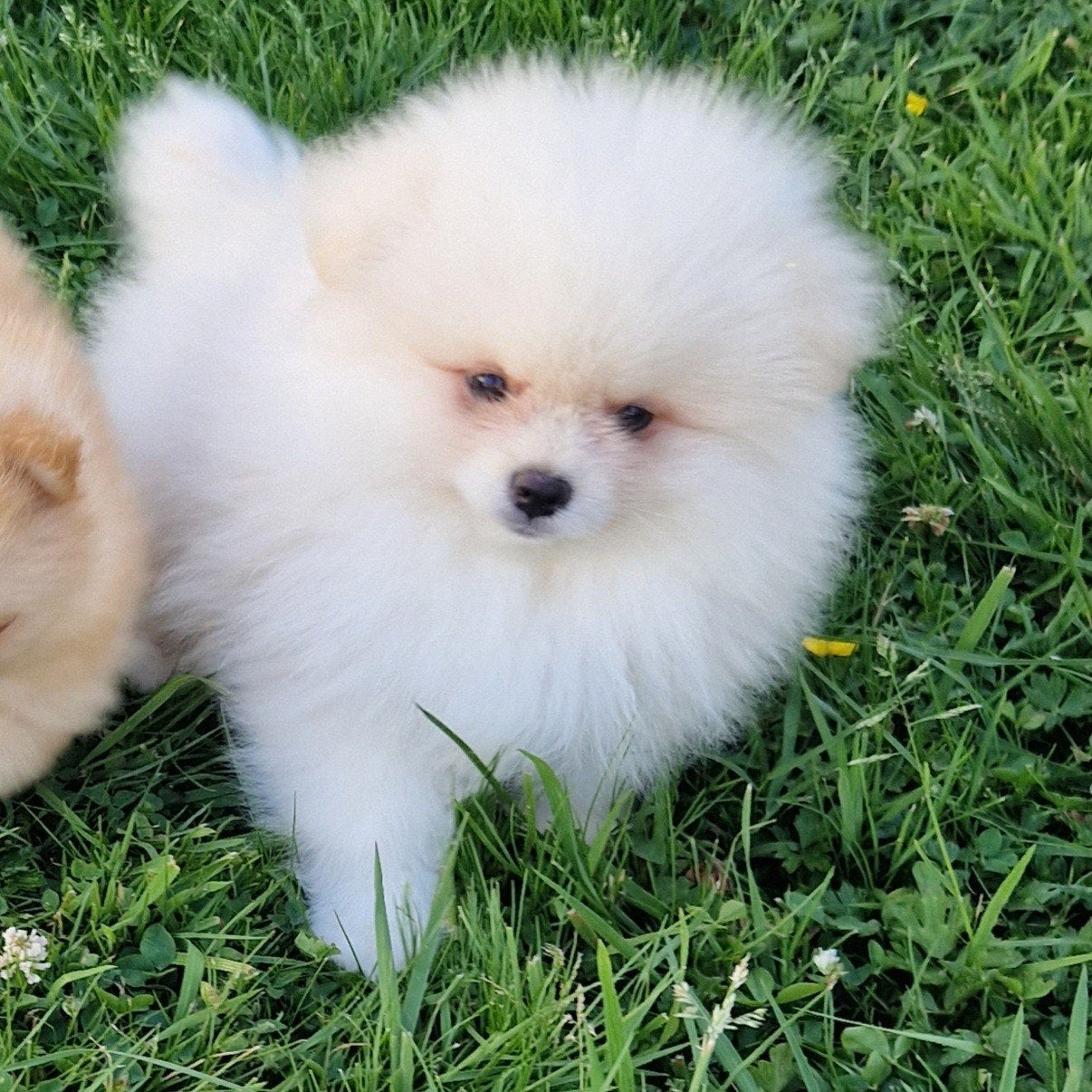 Dwergkees pomeranian pomeriaan pups, Parvo, België, Fokker | Hobbymatig, Keeshond