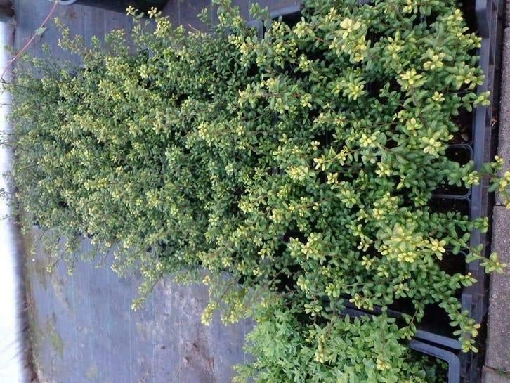 Substitut de buis japonais Ilex crenata Convexa P9, Enlèvement ou Envoi