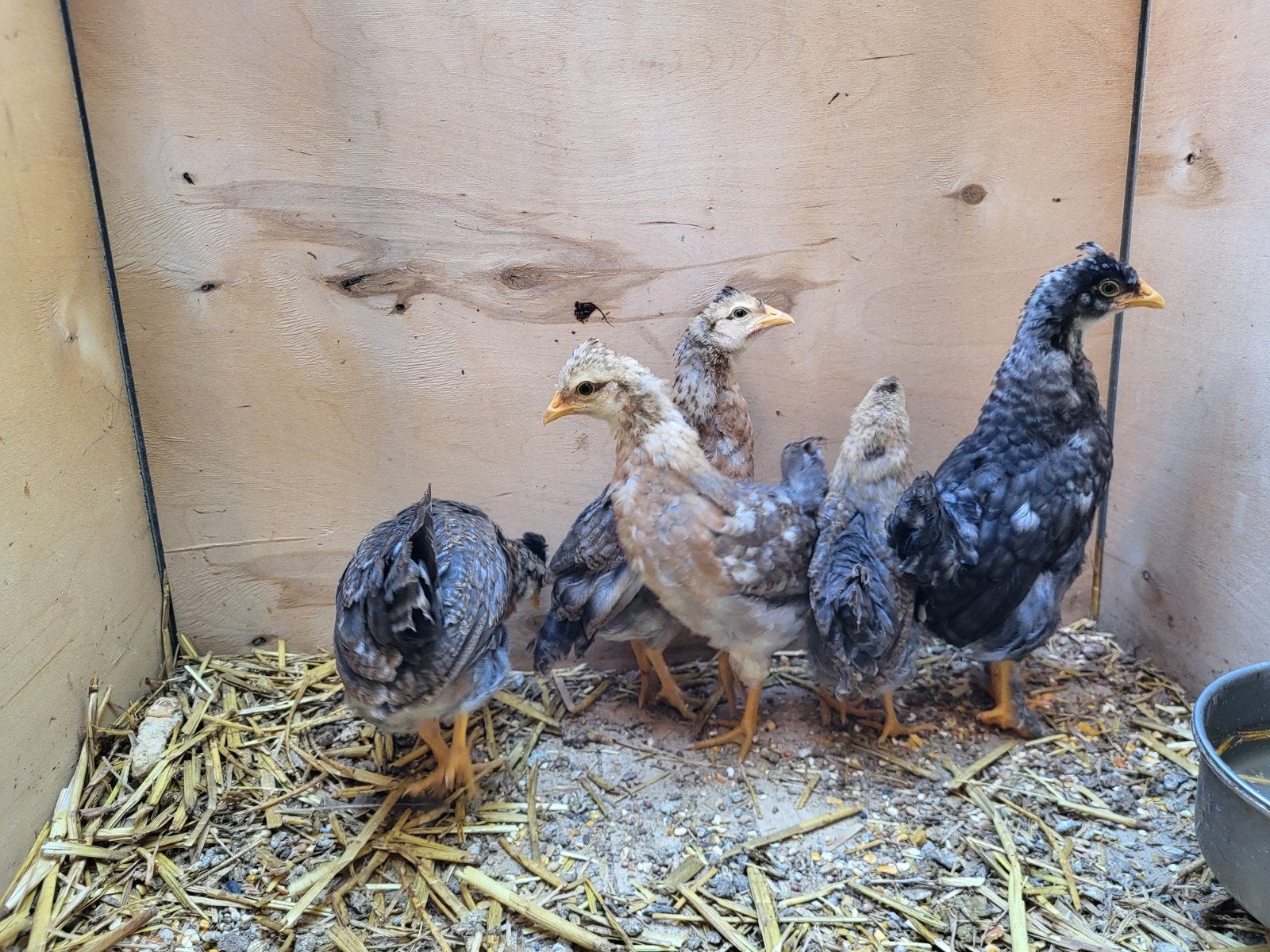 5 kuikens van 7 weken cream legbar