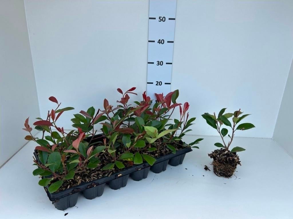 Photinia 'Red Robin' haagplant, Tuin en Terras, Ophalen of Verzenden