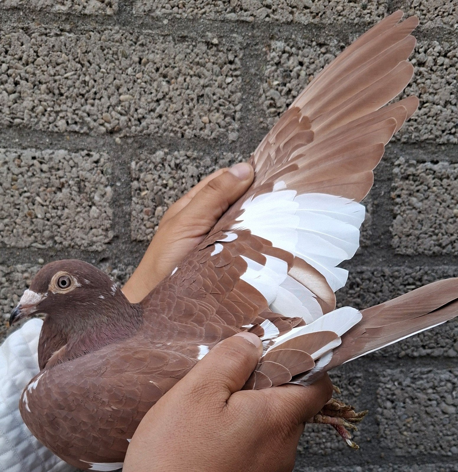 La poule du pigeon de course Karel Meuleman., Animaux & Accessoires, Pigeon voyageur
