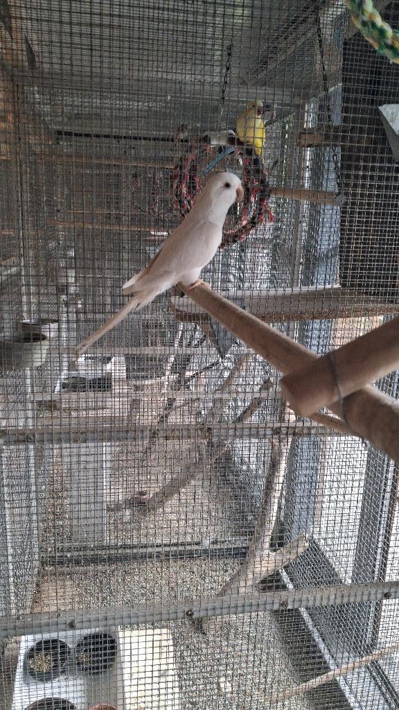 MUISPARKIET POP ALBINO  2025, Perruche, Bagué
