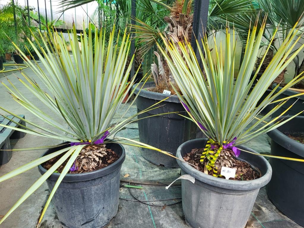 Yucca rigida, stamhoogte 15cm, totaal 60cm, Ophalen