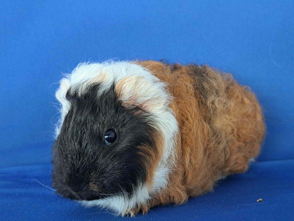 Lief ch teddy beertje te koop, Animaux & Accessoires, Rongeurs, Mâle, Cobaye, Mai, Domestique