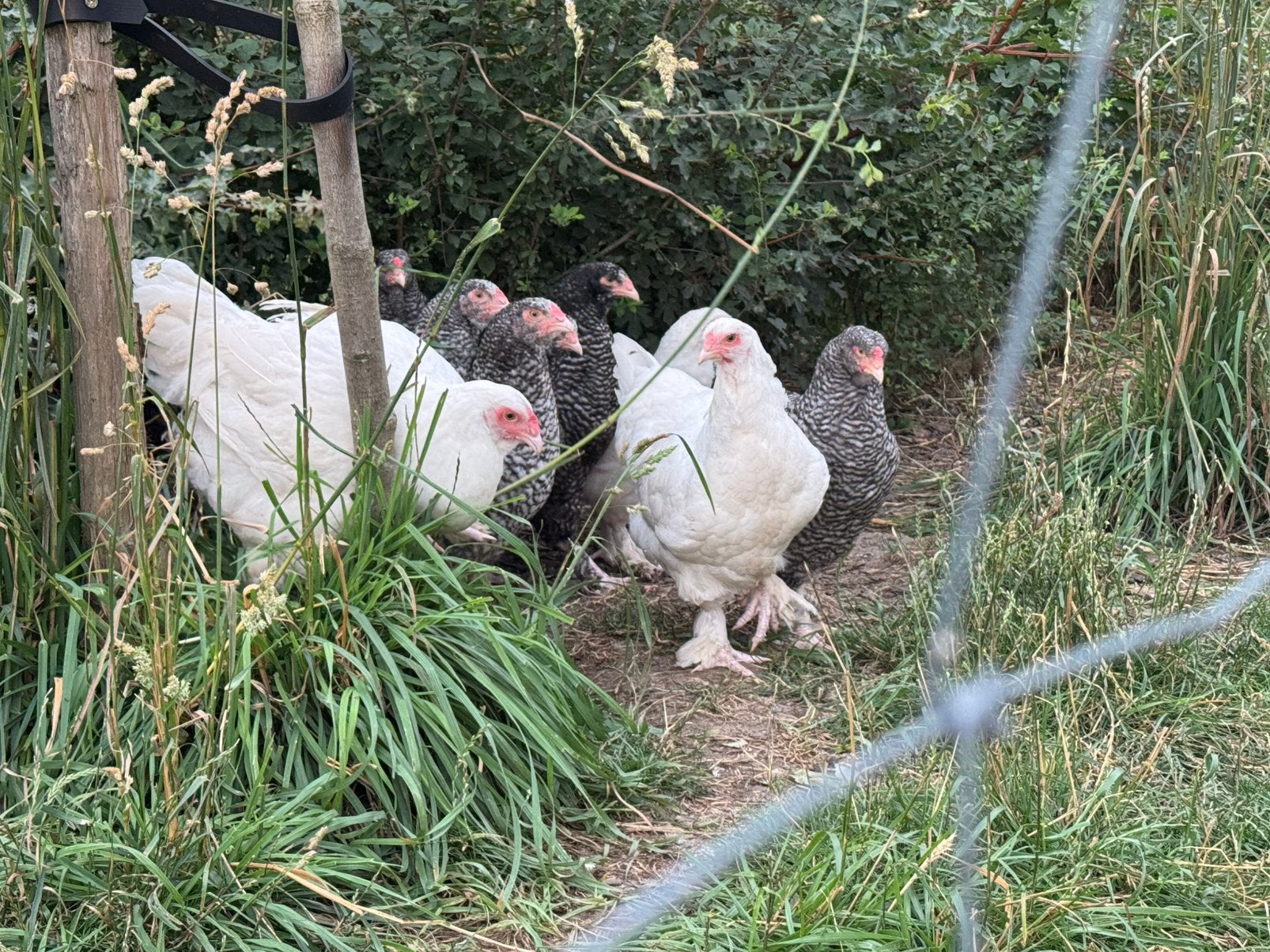 Mechelse koekoek kalkoenkop, Plusieurs animaux, Poule ou poulet