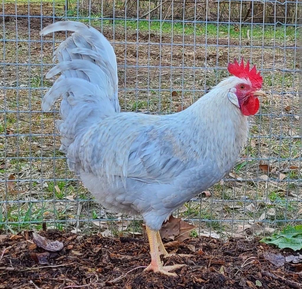Opal legbar haan GEZOCHT, Dieren en Toebehoren