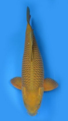 Chagoi koi