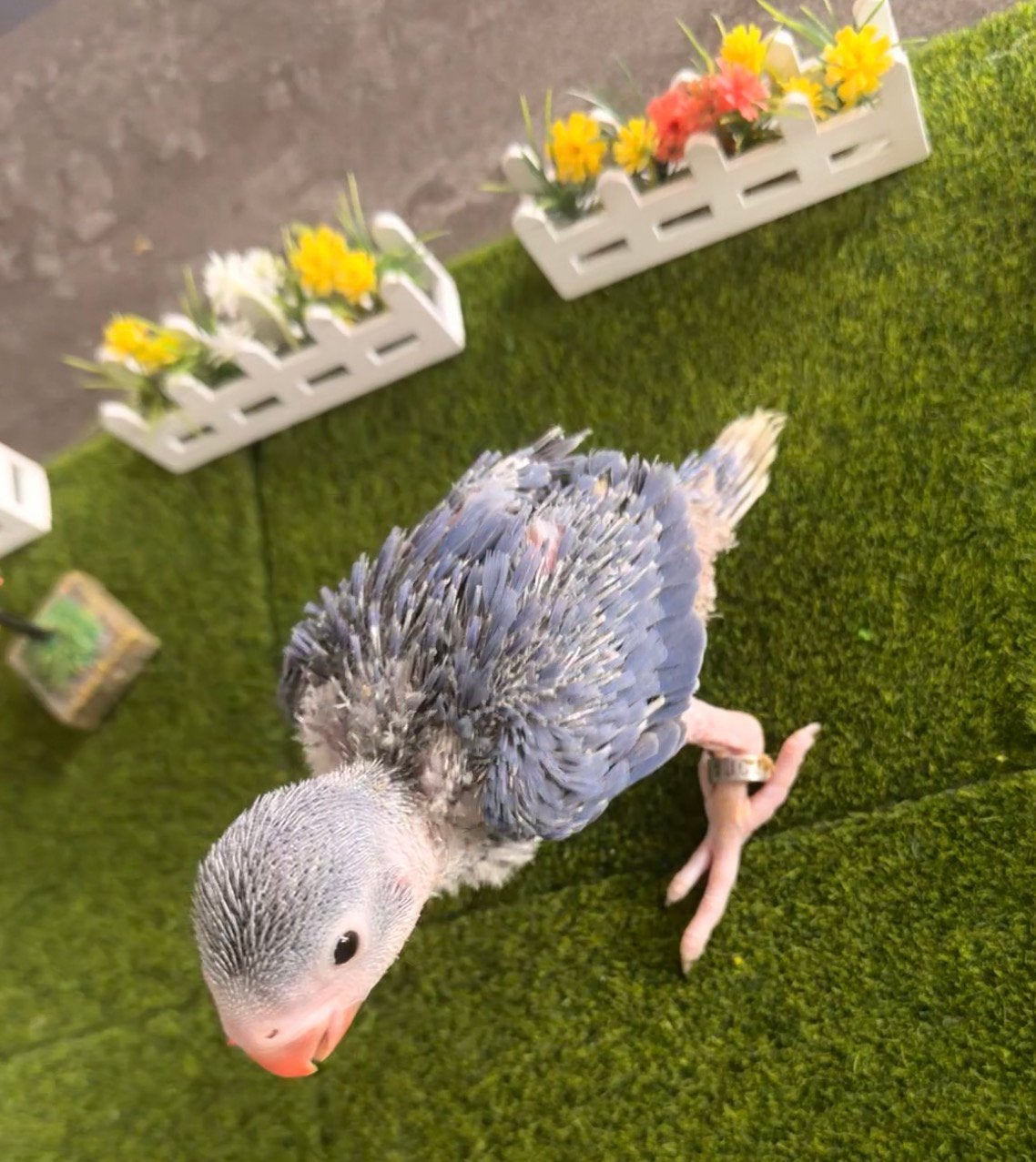 Perruche à collier, Animaux & Accessoires, Oiseaux | Perruches & Perroquets, Perroquet, Plusieurs animaux, Parleur, Domestique