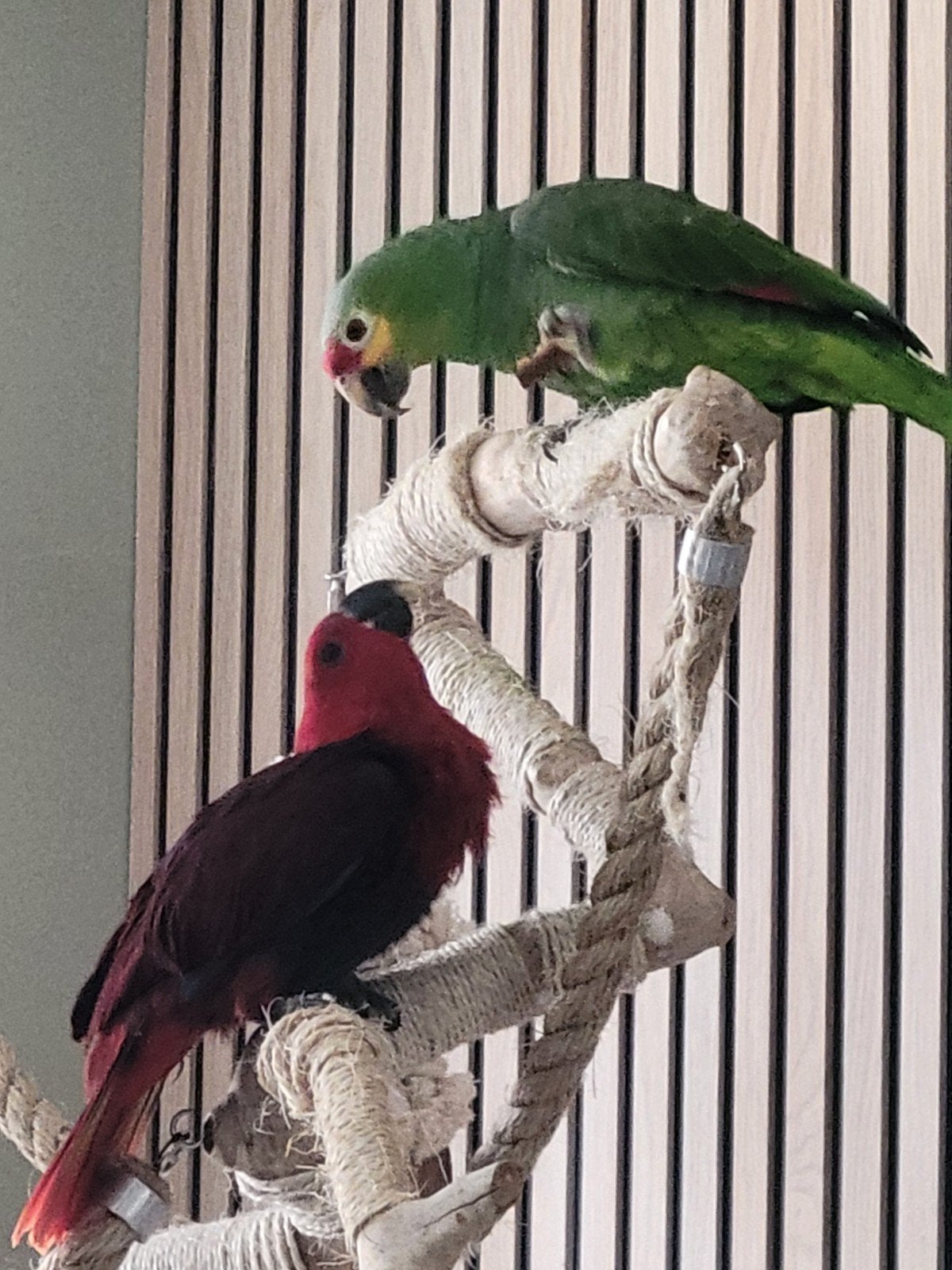 Amazone papegaai en edelpapegaai, Dieren en Toebehoren, Vrouwelijk, Papegaai, Tam