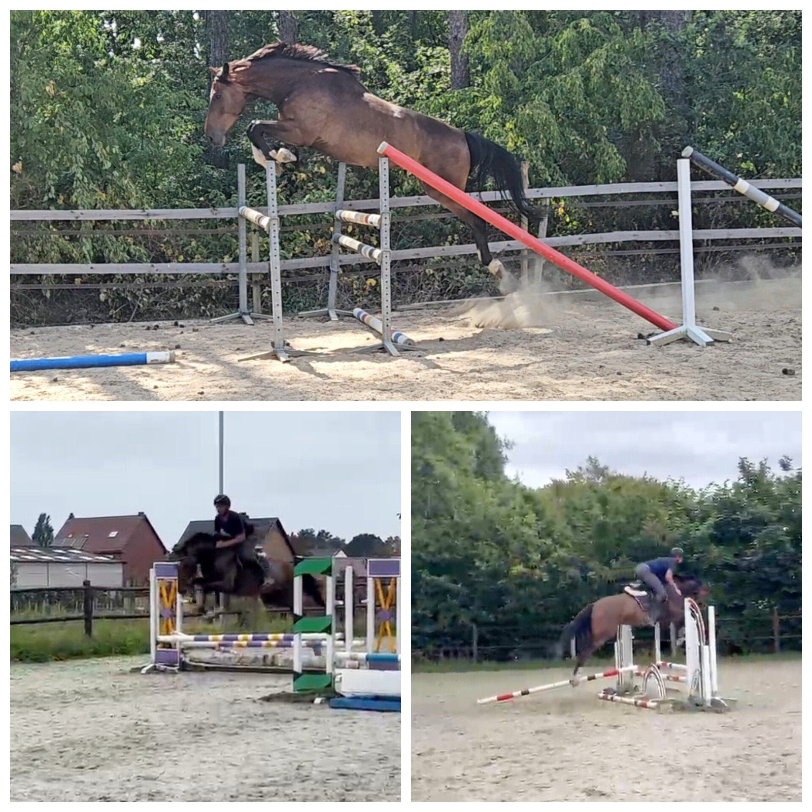 Ruiter gezocht voor 4-jarige ruin., Dieren en Toebehoren