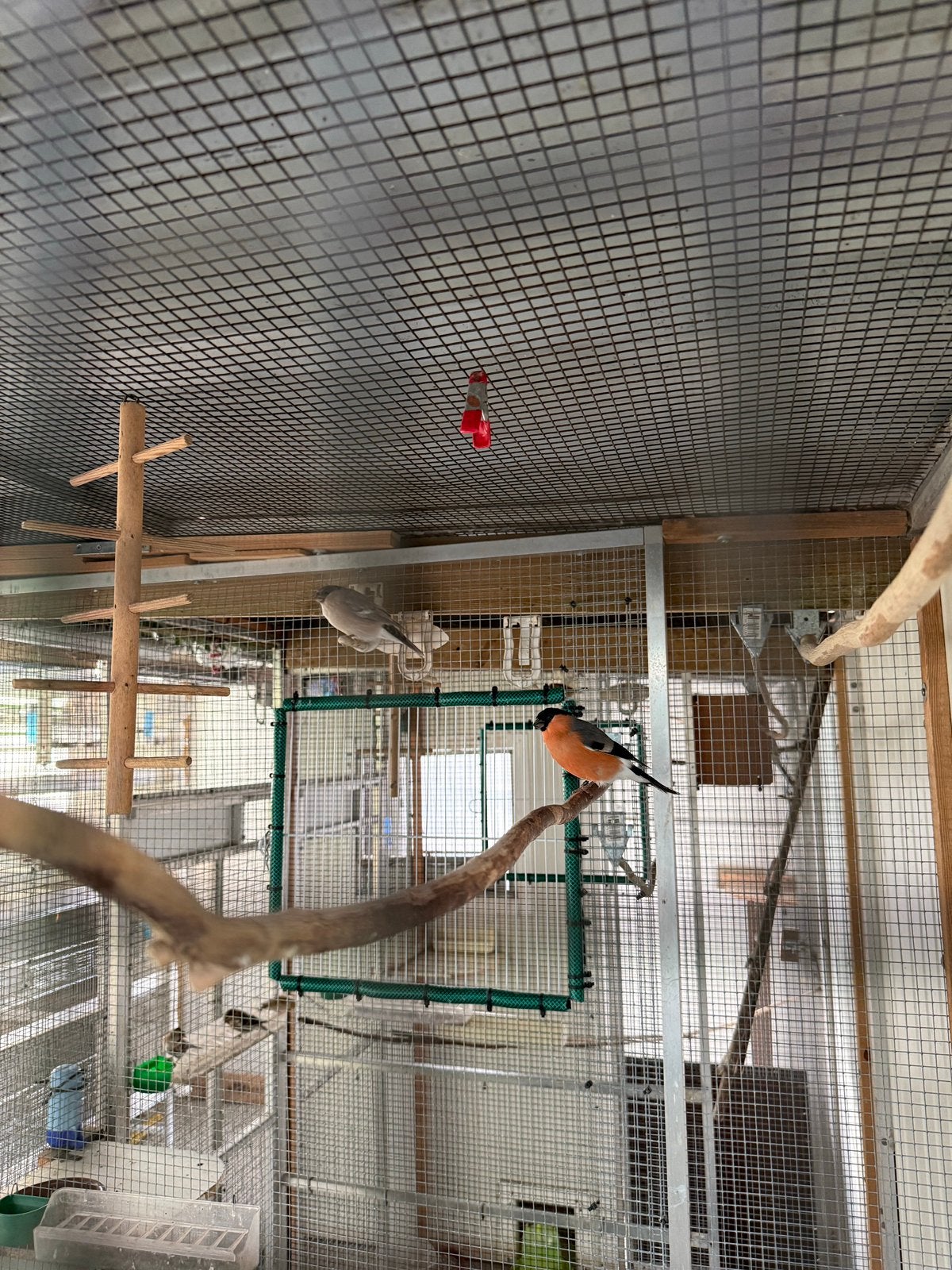 Bouvreuils, Dieren en Toebehoren, Mannelijk, Wildzangvogel, Tam