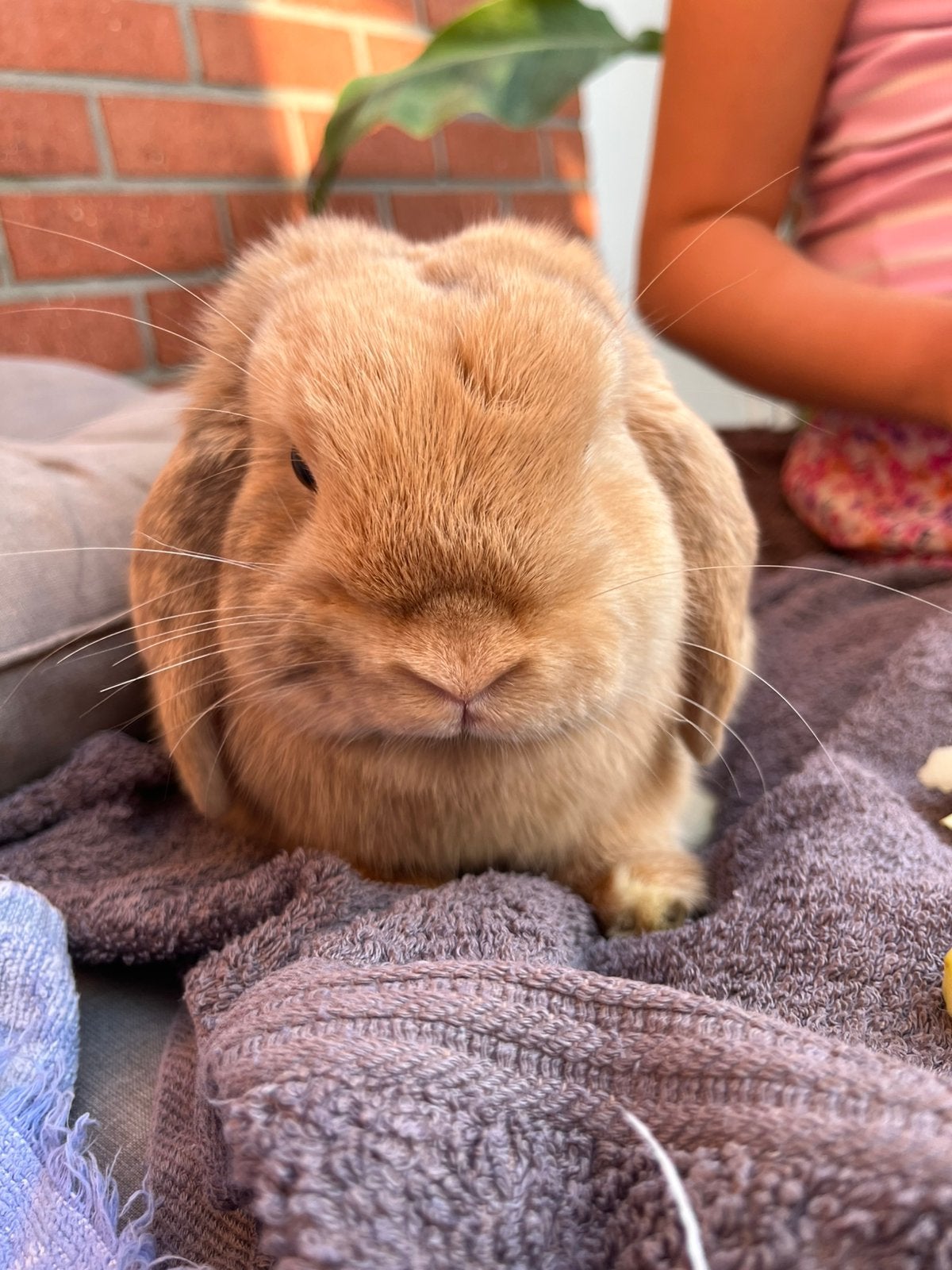Mini lop ram