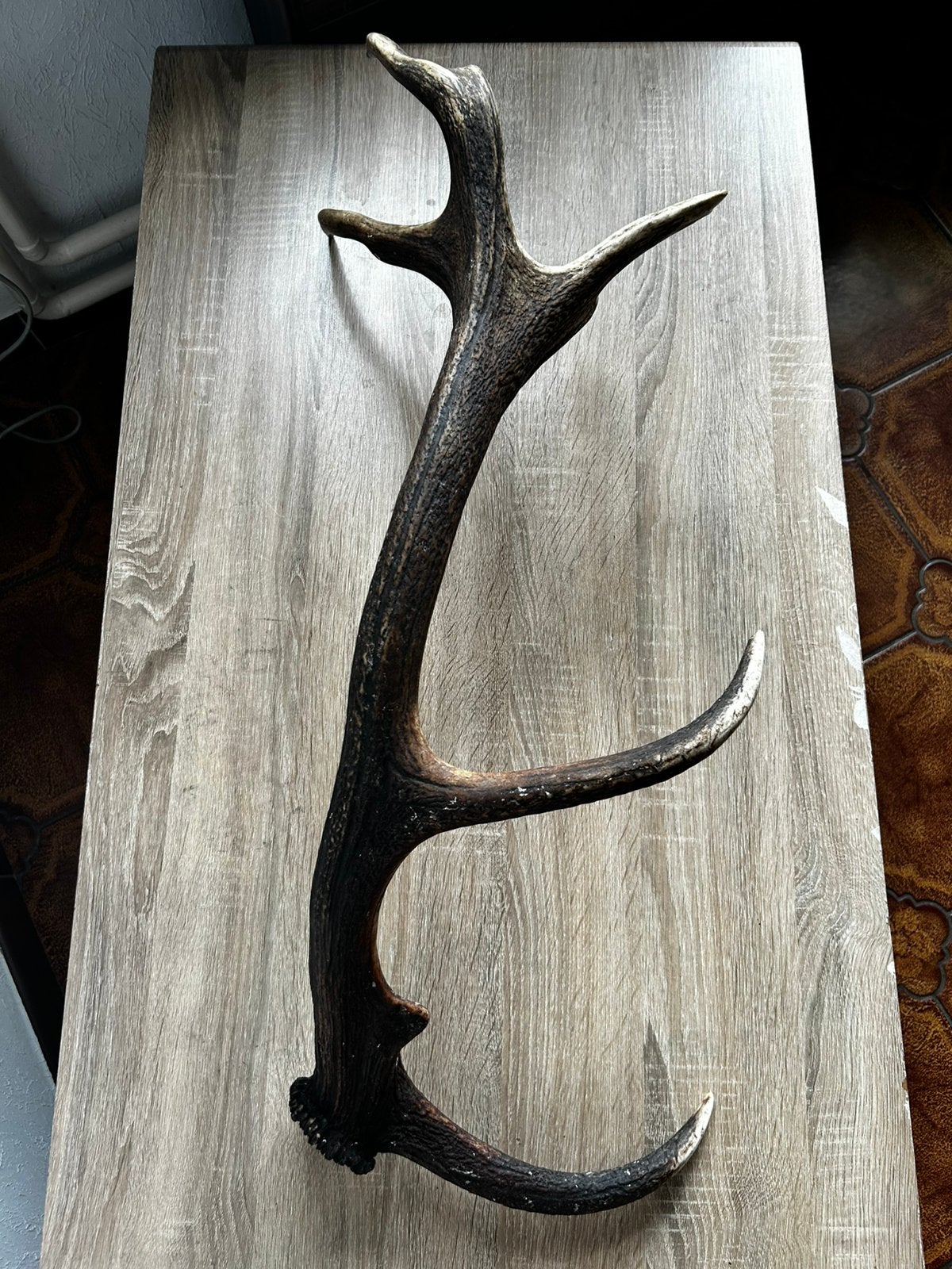 Groot hertengeweien stang Natuurlijke afwerphoorn 90cm/2,3kg, Ophalen, Zo goed als nieuw
