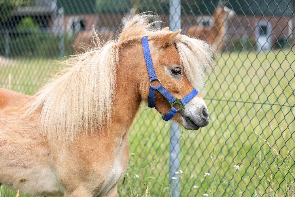 De allermooiste shet Teddy, Ruin, A pony (tot 1.17m), Met stamboom, 3 tot 6 jaar