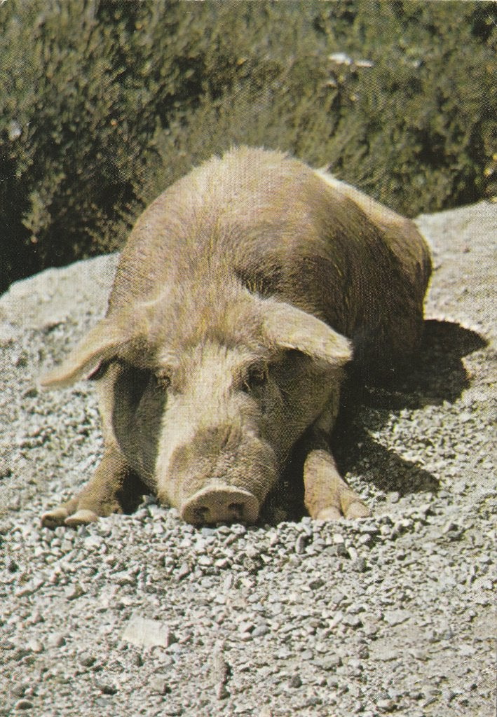 HALFWILD  VARKEN  op  CORSICA, Verzamelen, Verzenden, 1980 tot heden, Gelopen, Overige soorten