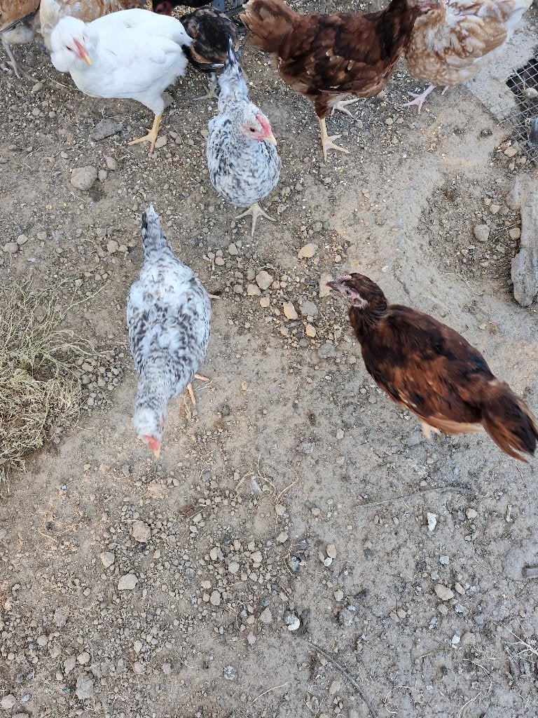 Jonge haantjes, Mâle, Poule ou poulet