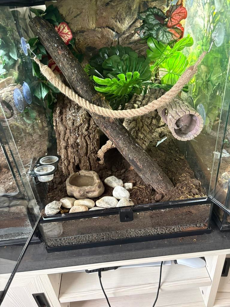 Wimpergekko, Dieren en Toebehoren, Ophalen, Zo goed als nieuw