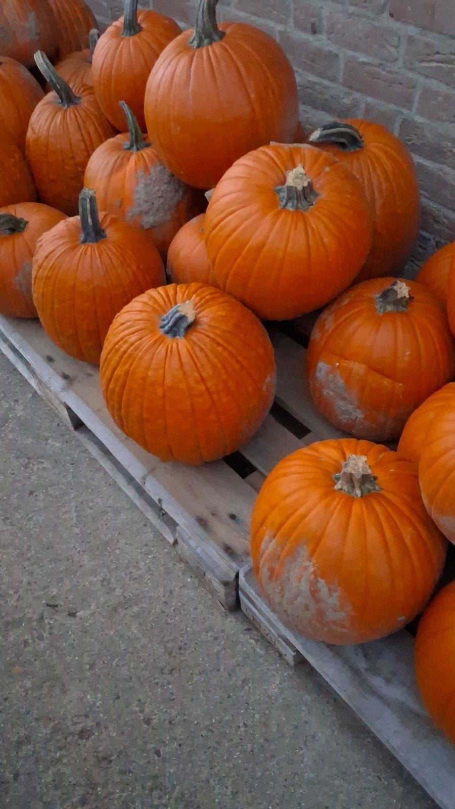 Halloween pompoenen, Ophalen