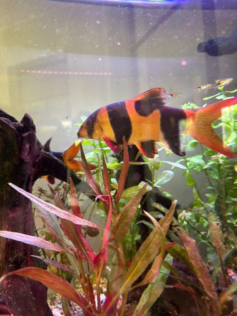 Koppel clown Botia's, Dieren en Toebehoren, Vissen | Aquariumvissen, Zoetwatervis, Vis