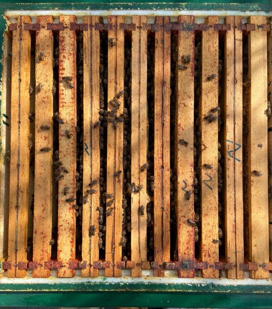 Bijen ( CARNICA), Dieren en Toebehoren, Bijen