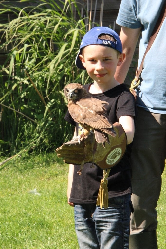 Anniversaire enfant avec rapace et animaux, Enlèvement, Neuf