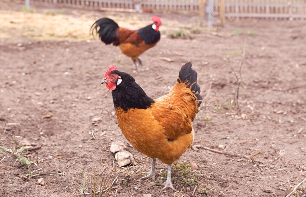 Vorwerk hen, Dieren en Toebehoren, Pluimvee