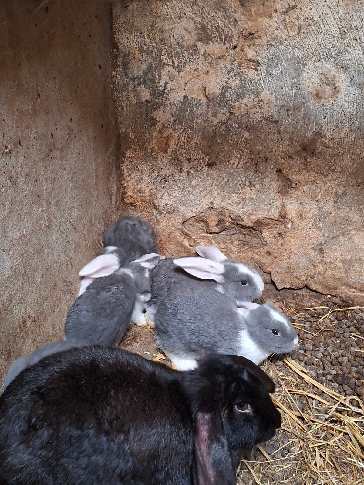Franse hangoren te koop