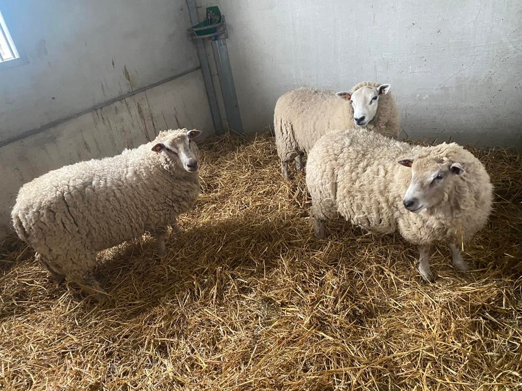 Mouton 1 an pour la fête, Animaux & Accessoires, Mouton
