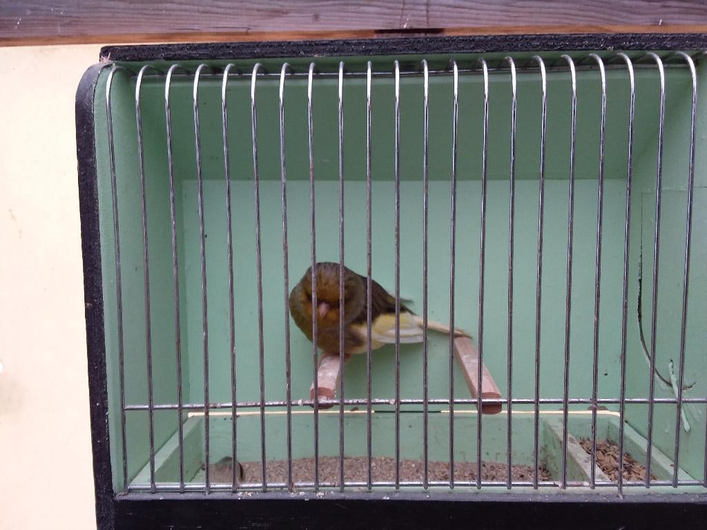 kanaries, Dieren en Toebehoren, Vogels | Kanaries