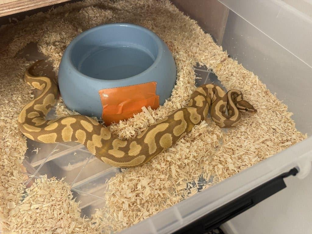Ball python/Python regius, Dieren en Toebehoren, Reptielen en Amfibieën, Slang