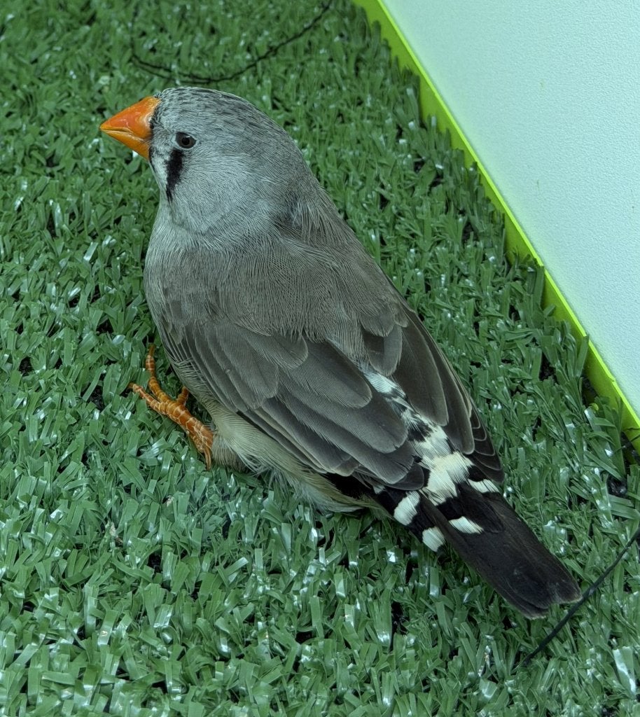 Zebravink pop van 2026 - split zwartwang, Animaux & Accessoires, Oiseaux | Oiseaux Autre, Femelle, Oiseau tropical