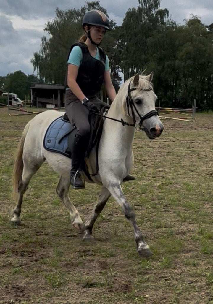 B pony, Dieren en Toebehoren, Pony's, Ruin, B, B pony (1.17m tot 1.27m), Recreatiepony, 11 jaar of ouder, Met stamboom, Gechipt