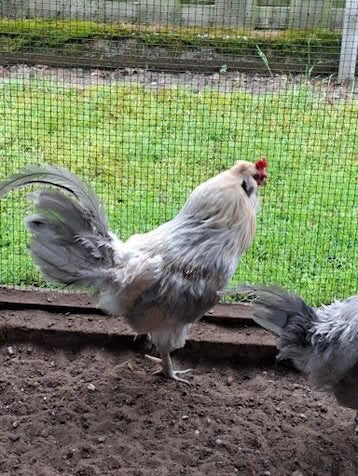 Araucana kip haan, Dieren en Toebehoren, Pluimvee, Kip