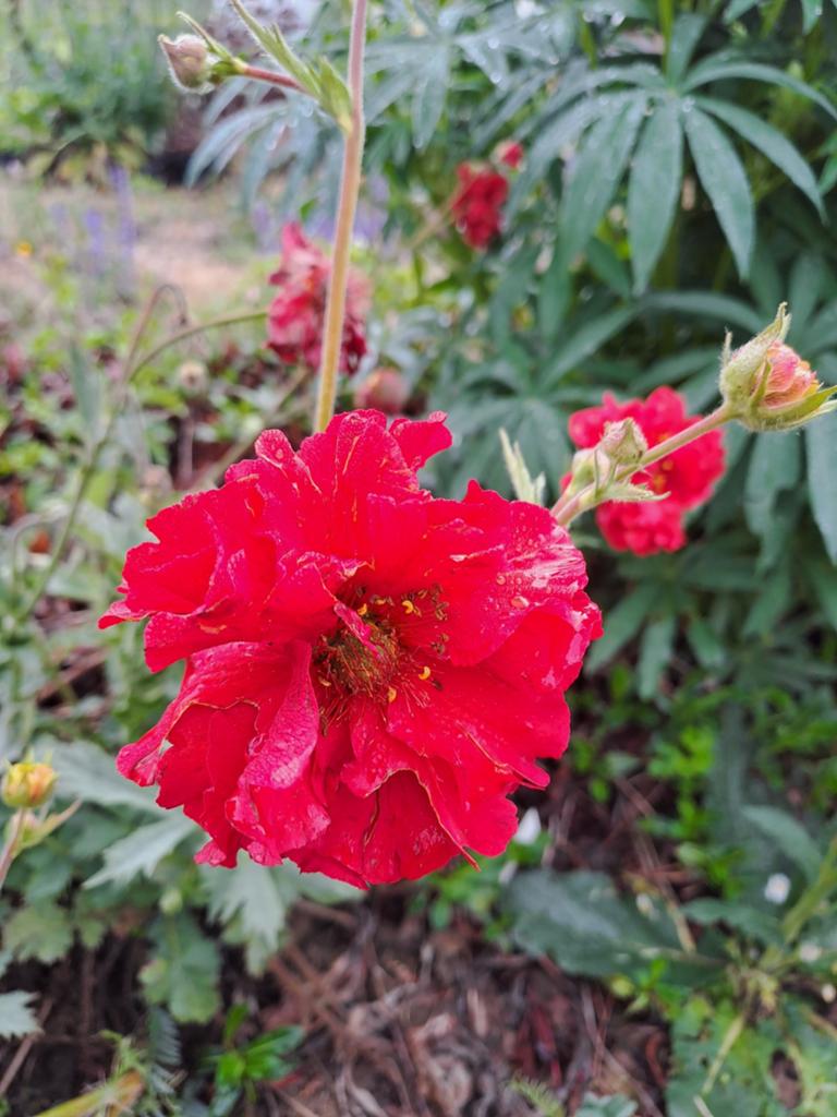 Geum chiloensis Red Dragon, Tuin en Terras, Ophalen