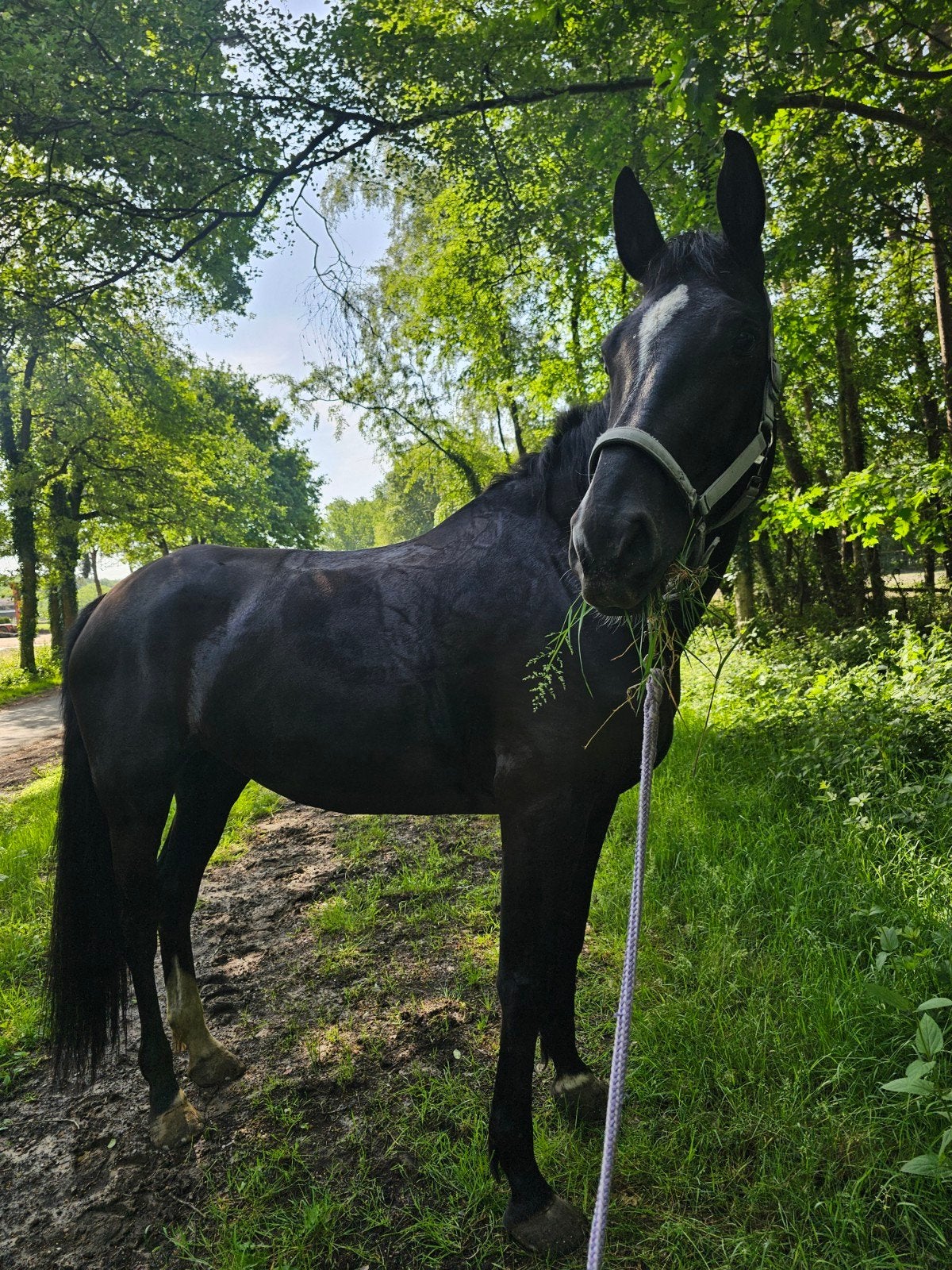6-jarige merrie met mooie sportafstamming, Dieren en Toebehoren, Merrie, Springpaard, Met stamboom, Zadelmak