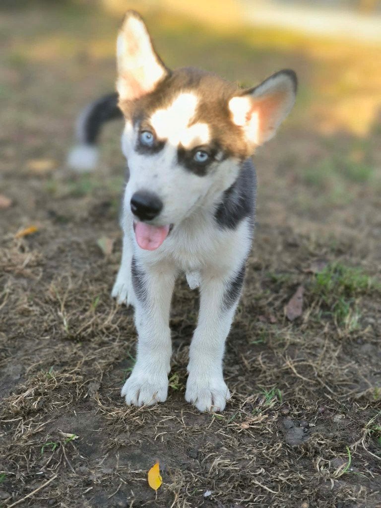 Chiot husky à la recherche d'un propriétaire ! ! !, Chien (mâle), Maladie de Carré (chiens), Belgique, Un chien