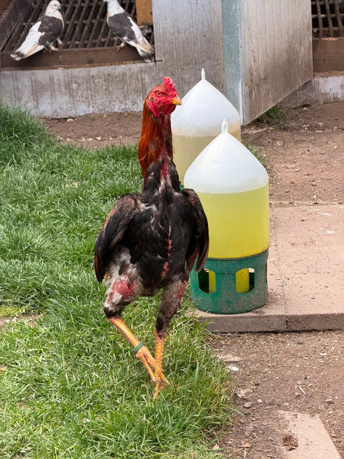 Haan
