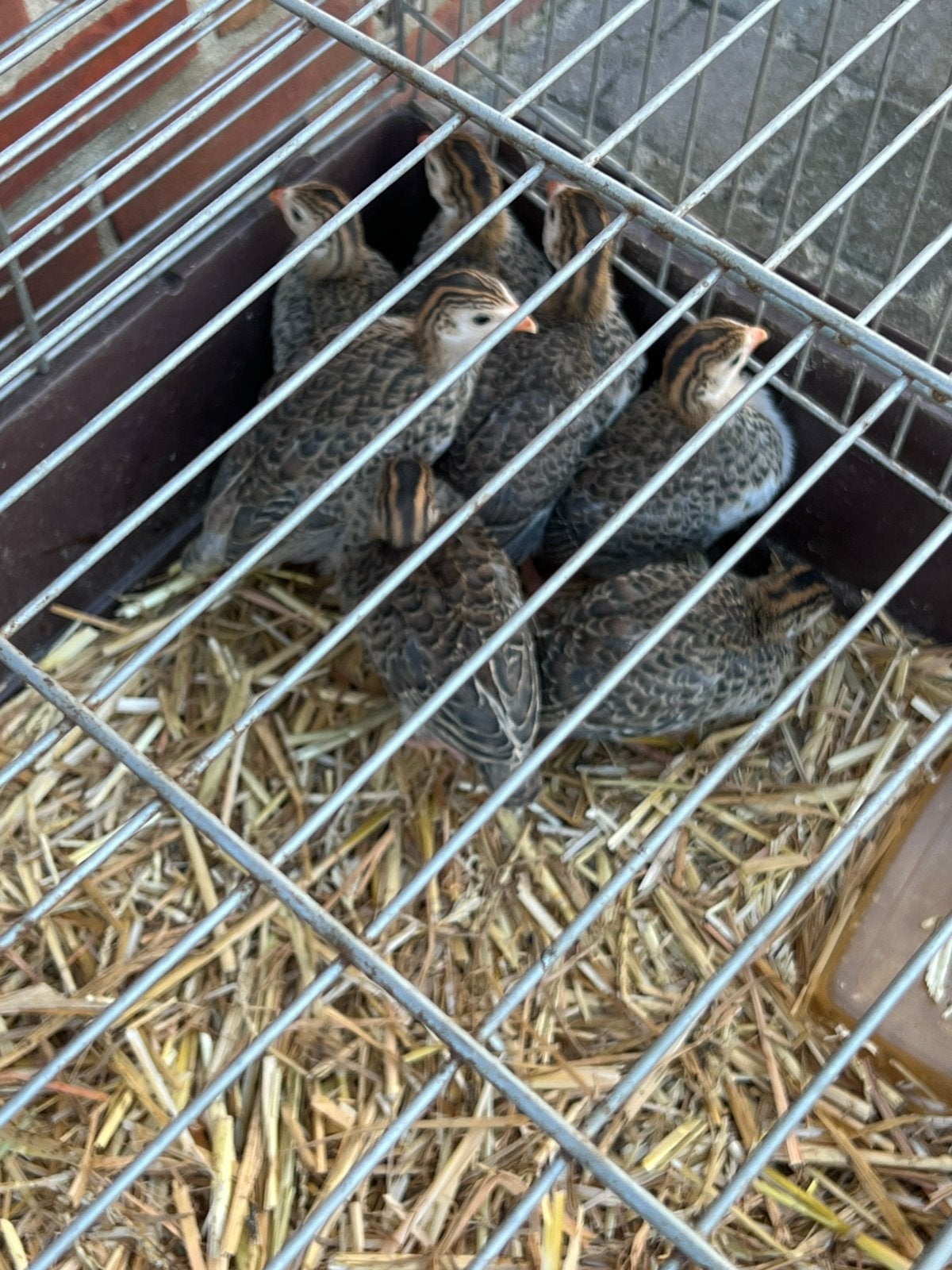 Parelhoen kuikens