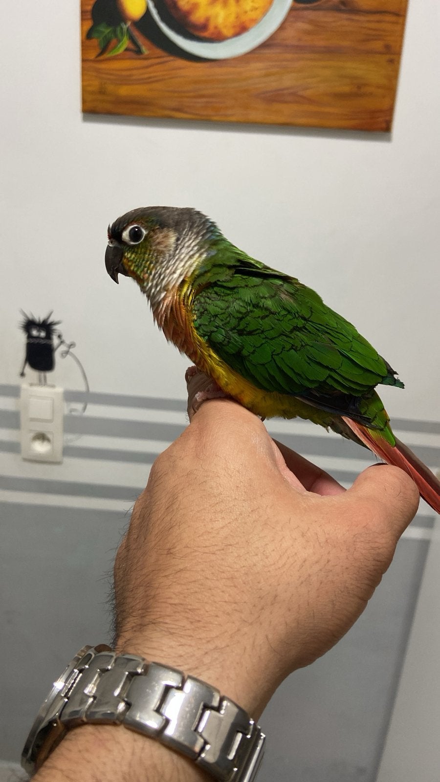Pyrrhura tamme, Animaux & Accessoires, Oiseaux | Perruches & Perroquets
