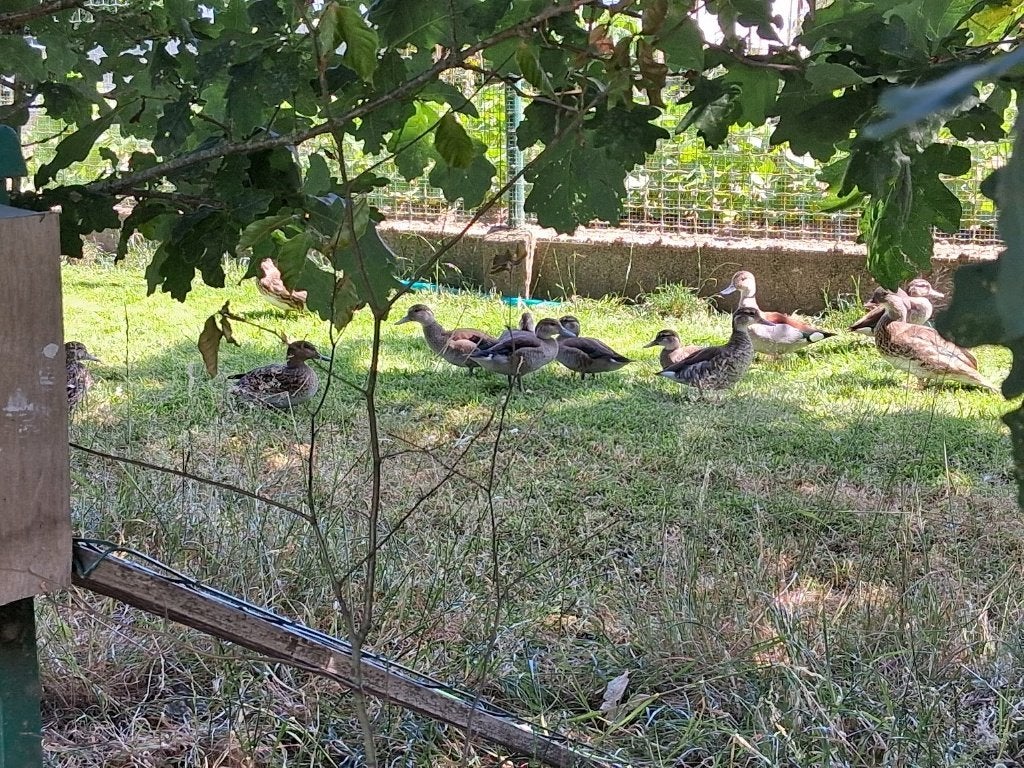 Roodschoudertaling, Dieren en Toebehoren, Meerdere dieren, Eend