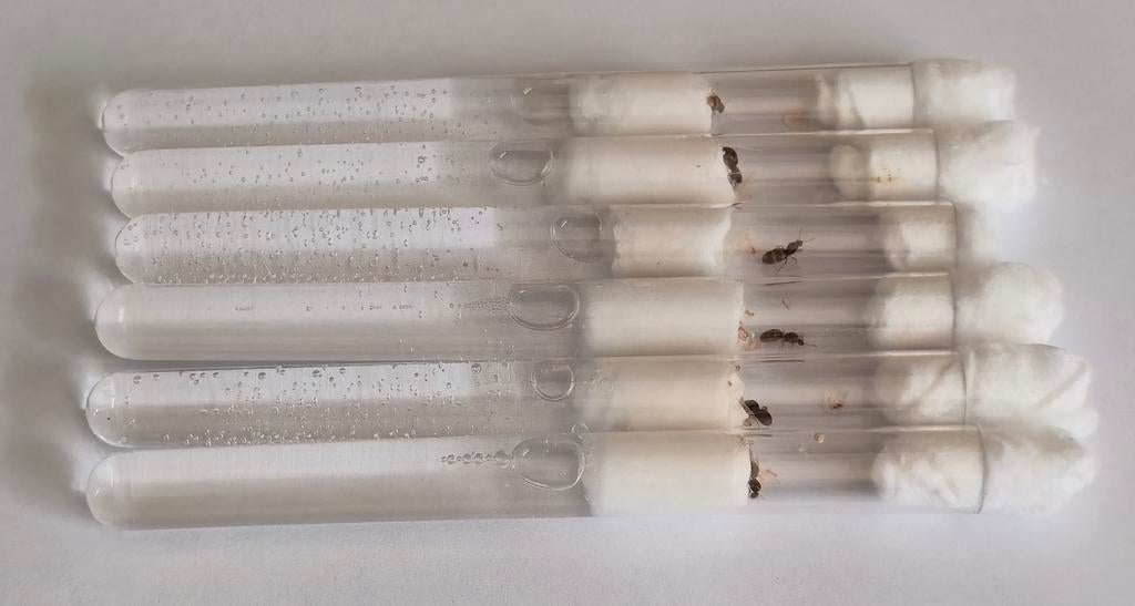 Lasius Flavus koningin + broed en werksters, Dieren en Toebehoren