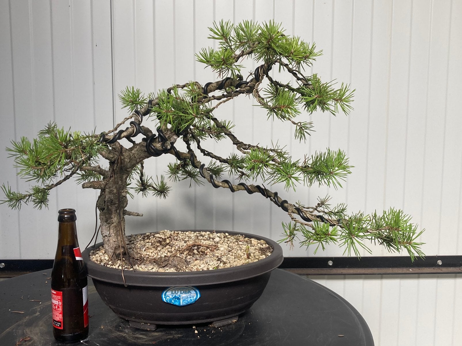 Bonsai pinus sylvestris yamadori, Tuin en Terras, Planten | Bomen, Ophalen