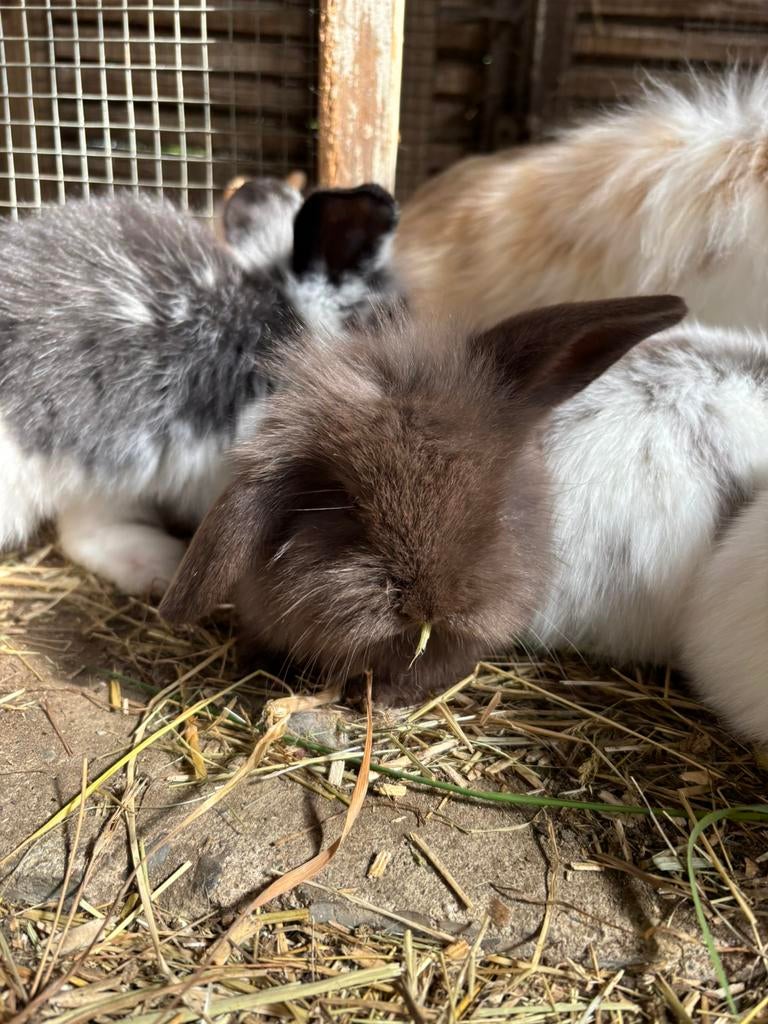 Baby konijntjes(hangoortjes) mogen nu gereserveerd worden, Dieren en Toebehoren, Hangoor